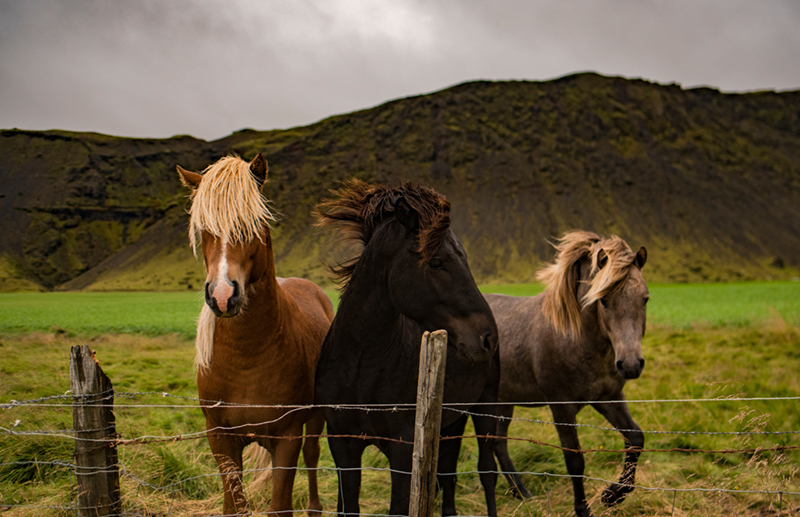 Iceland_Horse2_800